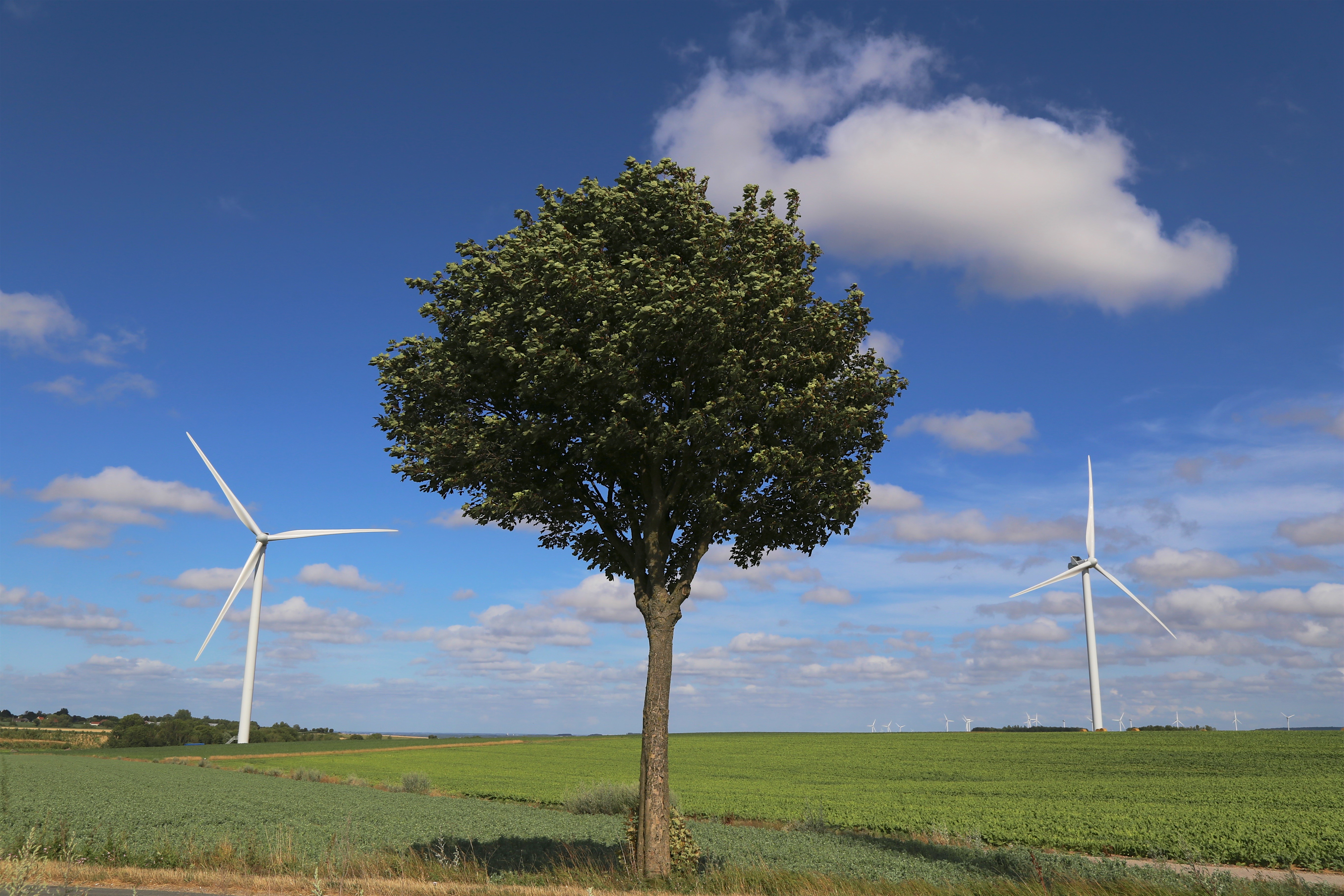 Giornata Mondiale dell’Ambiente 2021: le Nazioni Unite lanciano oggi la ‘Decade on Restoration'